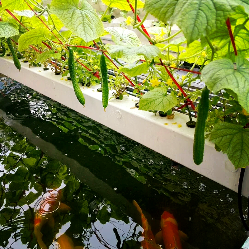 淮北市无土栽培鱼菜共生 - 方案